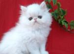 Funtik Persian male white - Persian Kitten For Sale - Miami, FL, US