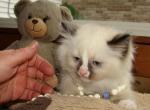 Flip Flops - Ragdoll Kitten For Sale - 