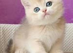 Alex - British Shorthair Kitten For Sale - Brooklyn, NY, US