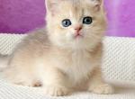 Atos - British Shorthair Kitten For Sale - Brooklyn, NY, US