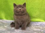 Dimash - British Shorthair Kitten For Sale - Brooklyn, NY, US