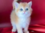 Valensya - Scottish Straight Kitten For Sale - Brooklyn, NY, US