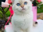 Merinda - British Shorthair Kitten For Sale - Brooklyn, NY, US