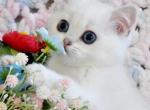 Luna - British Shorthair Kitten For Sale - Brooklyn, NY, US