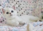 Lana - British Shorthair Kitten For Sale - Brooklyn, NY, US