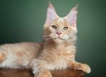 Oltai - Maine Coon Kitten For Sale - Brooklyn, NY, US