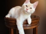 Onix - Maine Coon Kitten For Sale - Brooklyn, NY, US