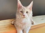 Oliver - Maine Coon Kitten For Sale - Brooklyn, NY, US