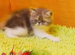 Eve - Persian Kitten For Sale - Brooklyn, NY, US