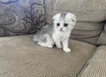 Jerry - Scottish Fold Kitten For Sale - Phoenix, AZ, US