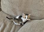 Miranda - Scottish Straight Kitten For Sale - Phoenix, AZ, US