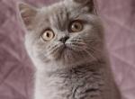 Briana - British Shorthair Kitten For Sale - Brooklyn, NY, US