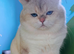 Silver Misha - British Shorthair Cat For Sale/Retired Breeding - Los Angeles, CA, US