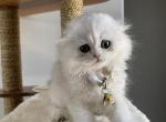 SCOTTISH HIGHLAND FOLDS - Scottish Fold Kitten For Sale - Nixa, MO, US
