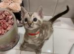 Vinnie - Bengal Kitten For Sale - Fallbrook, CA, US