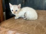 Rosemary - Bengal Kitten For Sale - 