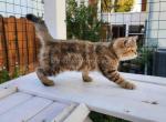 Simi Valley CA Baby tiger Albi butterfly tabby - British Shorthair Kitten For Sale - CA, US