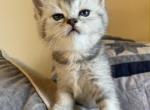 Rio DeLuna - British Shorthair Kitten For Sale - OR, US