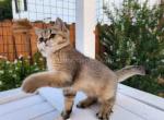 Simi Valley CA british shorthair boy Azel - British Shorthair Kitten For Sale - CA, US