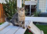 Simi Valley CA mountain lion black ticked Andrew - British Shorthair Kitten For Sale - CA, US