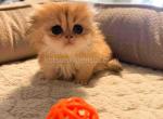 She looks like an Owl scottish fold ny 12 Mochi - Scottish Fold Kitten For Sale - CA, US