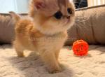 She looks like a doll scottish straight Mishelle - Scottish Straight Kitten For Sale - CA, US