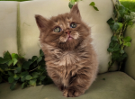 Cinna - Munchkin Kitten For Sale - Joplin, MO, US