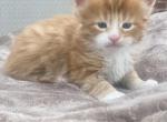 Jasper - Maine Coon Kitten For Sale - Rossville, GA, US