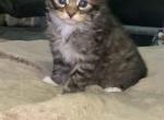 River - Maine Coon Kitten For Sale - 