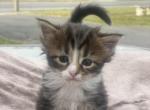 AugustAnna - Maine Coon Kitten For Sale - 