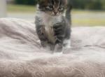 Poppy - Maine Coon Kitten For Sale - Rossville, GA, US
