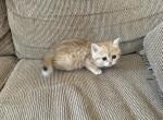 Rita - British Shorthair Cat For Sale - Phoenix, AZ, US