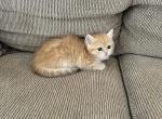 Mike - British Shorthair Kitten For Sale - Northridge, CA, US