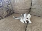 Jerry - Scottish Fold Kitten For Sale - Northridge, CA, US