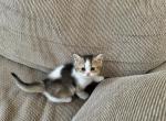 Miranda - Scottish Straight Kitten For Sale - Northridge, CA, US
