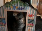 Rosalina - Maine Coon Kitten For Sale - Picayune, MS, US