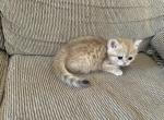 Mika - British Shorthair Kitten For Sale - Northridge, CA, US