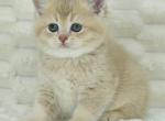 Casandra - British Shorthair Kitten For Sale - Los Angeles, CA, US