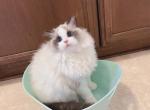 Baba - Ragdoll Cat For Sale - 