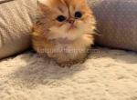 Golden shaded Milanka longhair baby girl - Scottish Straight Kitten For Sale - CA, US
