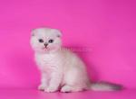 Cameo white angel scottish fold with blue eyes - Scottish Fold Kitten For Sale - CA, US