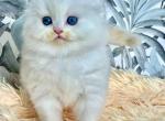 Ymomoto white angel scottish fold with blue eyes - Scottish Fold Kitten For Sale - CA, US