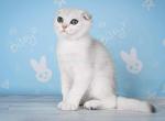 Toblerone silver shaded ns 11 scottish fold boy - Scottish Fold Kitten For Sale - CA, US