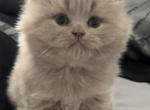 British longhair Lilac Male - British Shorthair Kitten For Sale - Clearwater, FL, US