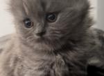 British Longhair Blue Female - British Shorthair Kitten For Sale - Clearwater, FL, US