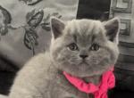 British Shorthair Blue Female Brtishkitncat - British Shorthair Kitten For Sale - Clearwater, FL, US