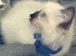 One Ragdoll Kitten Left - Ragdoll Kitten For Sale - Jackson Township, NJ, US