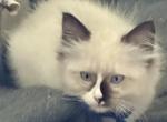 Ragdoll Kittens Available Now - Ragdoll Kitten For Sale - Jackson Township, NJ, US
