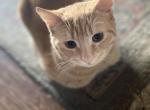 Orange Scottish Straight Male - Scottish Straight Kitten For Sale - Springdale, AR, US
