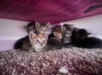 Dime a Dozen - American Ringtail Kitten For Sale